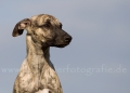 09 Windhund-Trio